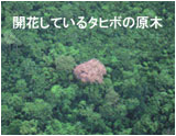 ジャングル上空から見たタベブイア・アベラネダエ