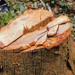 felled stump of the Taheebo tree