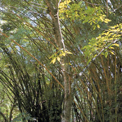 ブラジルの植物園で見付けたタヒボ