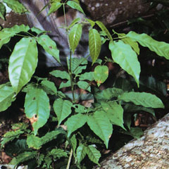 ジャングルで自生するタヒボの幼木